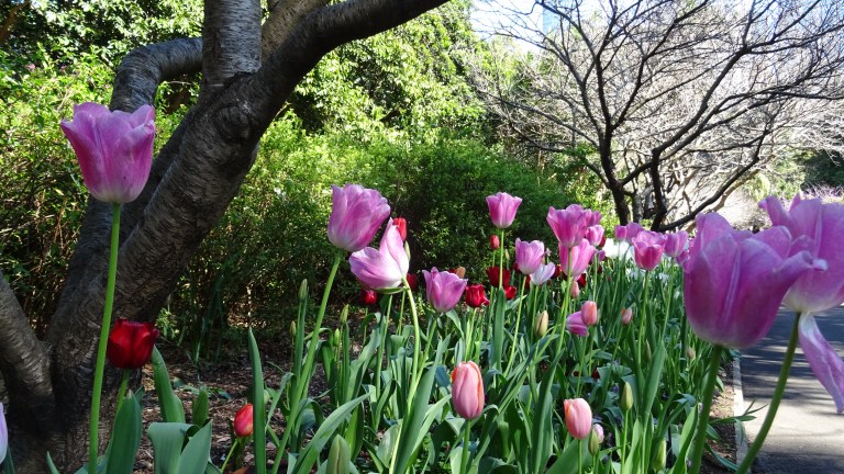 Ja, es ist Frühling in Sydney - die Tulpen blühen.