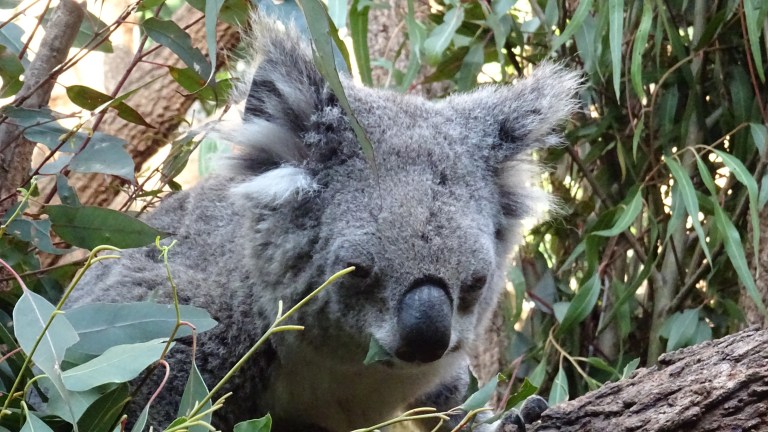 Koala