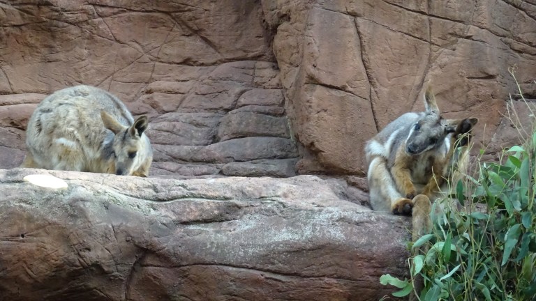 Yellow-Footed Rock Wallabies