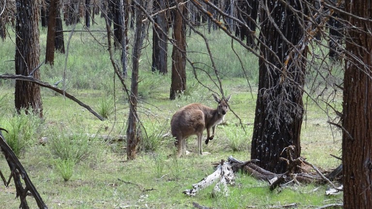 Känguru in freier Wildbahn