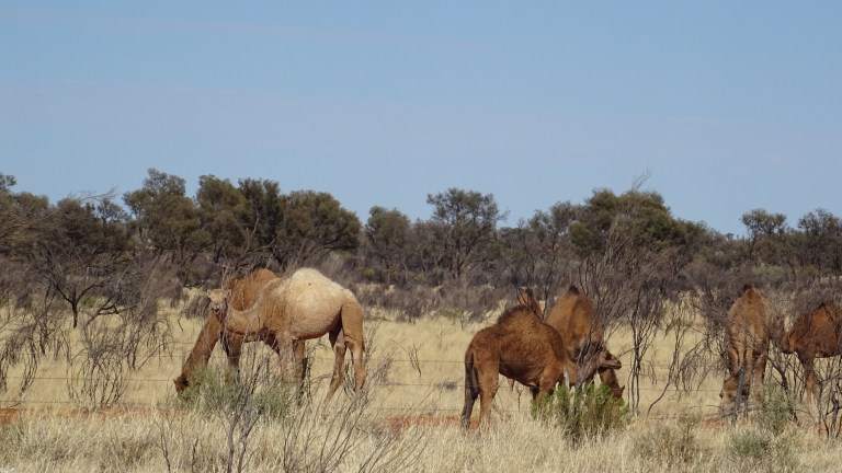Wilde Kamele im Outback