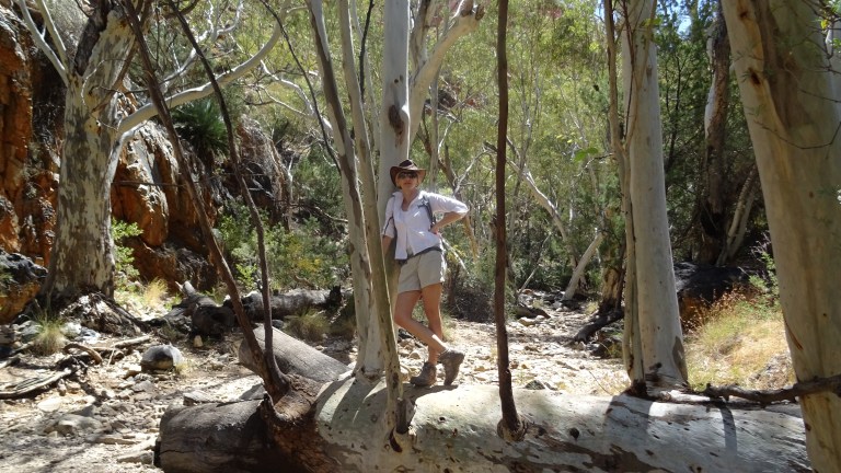 Auf dem Weg zum Standley Chasm - MacDonell Ranges
