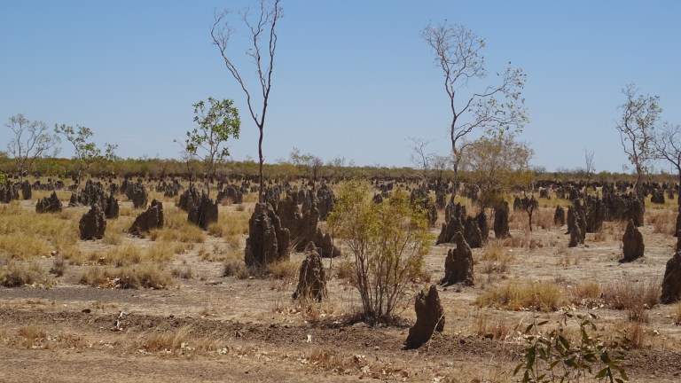 Termitenhügel so weit das Auge reicht 