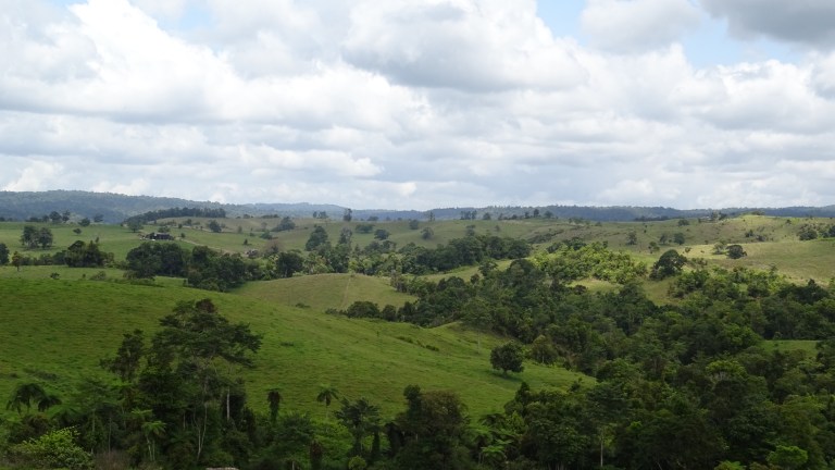 Tarzan und Jane im Regenwald