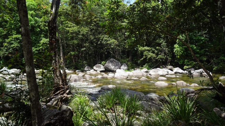 Daintree Regenwald